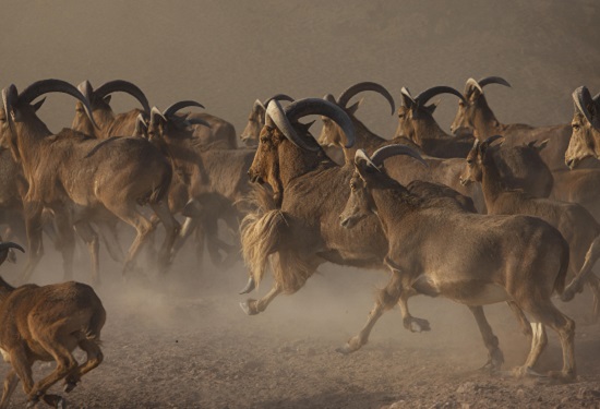 550x375_Abu_Dhabi_Desert_Islands_Resort_and_Spa_by_Anantara_Exterior_View_Animals_Barbary_Sheep_running